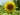 Photo - Sunflower